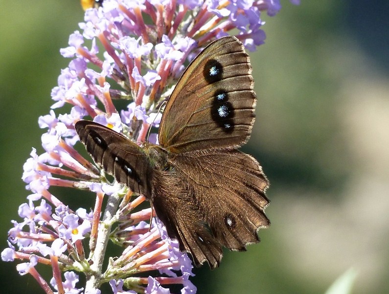 Minois dryas - aberrazione